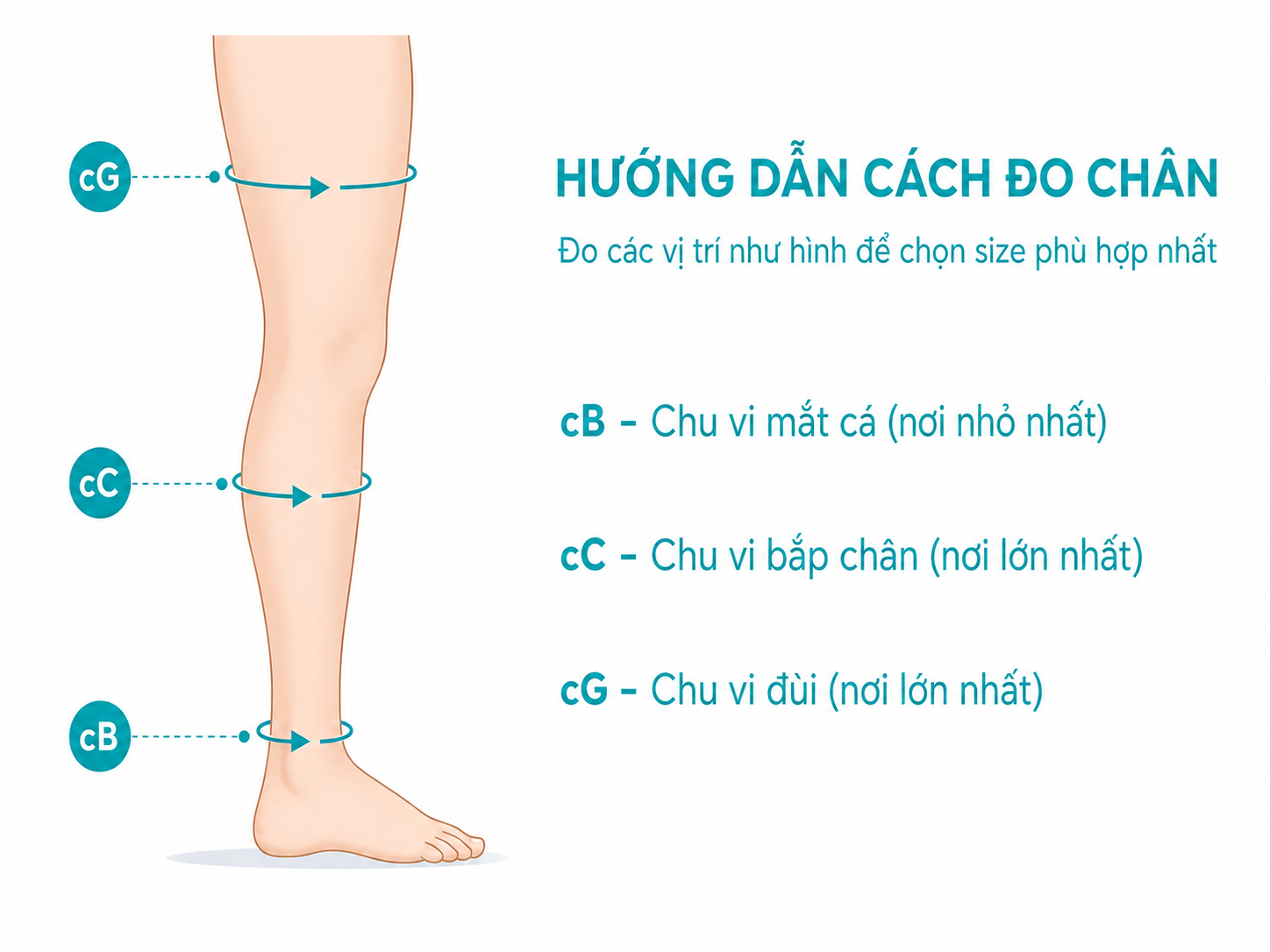 Minh họa vị trí đo cB, cC và cG trên chân